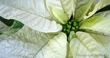 Describe the photo or the page it links to